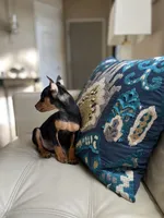 Roxxy, a female Miniature Pinscher for sale in Dallas, TX – 2 of 3