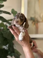 Brandy , a male Miniature Dachshund for sale in Dallas, TX – 2 of 3
