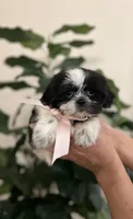 Luna, a female Shih Tzu for sale in Dallas, TX – Photo 2 of 4