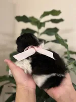 Luna, a female Shih Tzu for sale in Dallas, TX – Photo 3 of 4