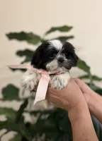 Luna, a female Shih Tzu for sale in Dallas, TX – Photo 1 of 4