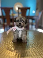 Becky , a female Yorkipoo for sale in Dallas, TX – Photo 3 of 3