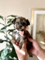 Becky , a female Yorkipoo for sale in Dallas, TX – Photo 1 of 3