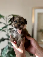 Becky , a female Yorkipoo for sale in Dallas, TX – Photo 2 of 3