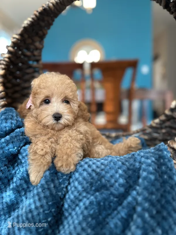 Margaret  – Poodle - Miniature  puppy for sale in Dallas, TX