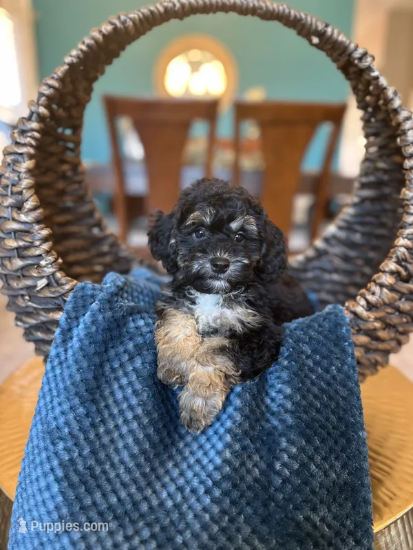Henry – Poodle - Miniature  puppy for sale in Dallas, TX