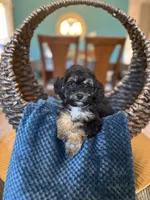 Henry, a male Poodle - Miniature  for sale in Dallas, TX – 1 of 3