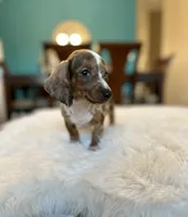 Jasper, a male Miniature Dachshund for sale in Dallas, TX – 4 of 4