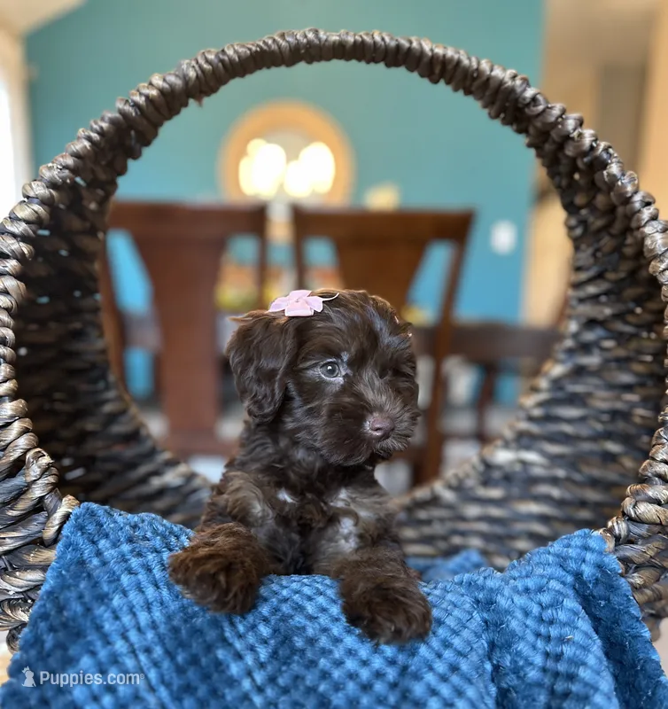 Kate – Yorkipoo puppy for sale in Dallas, TX