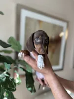 Brandy , a male Miniature Dachshund for sale in Dallas, TX – 3 of 3