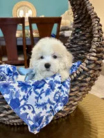 Snow, a male Poodle - Miniature  for sale in Dallas, TX – 3 of 3