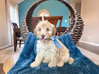 Robin, a male Maltipoo for sale in Dallas, TX – 3 of 3