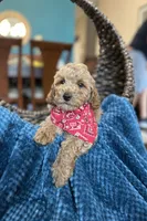 Tommy , a male Miniature Goldendoodle for sale in Dallas, TX – 2 of 3