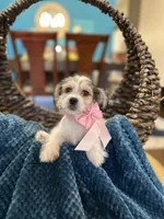 Zoe , a female Yorkipoo for sale in Dallas, TX – 3 of 3