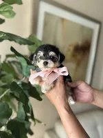 Emma, a female Yorkipoo for sale in Dallas, TX – 2 of 3