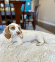 Max , a male Miniature Dachshund for sale in Dallas, TX – 2 of 3