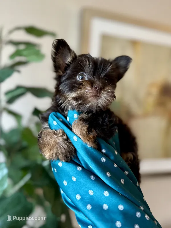 Brownie  – Yorkshire Terrier puppy for sale in Dallas, TX