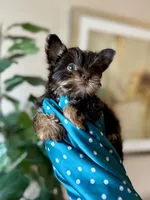Brownie , a male Yorkshire Terrier for sale in Dallas, TX – 1 of 3