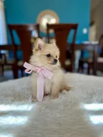 Sophi , a female Pomeranian for sale in Dallas, TX – 2 of 3