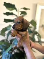Buddy , a male Miniature Dachshund for sale in Dallas, TX – 2 of 3