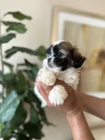 Jack , a male Shihpoo for sale in Dallas, TX – 2 of 3