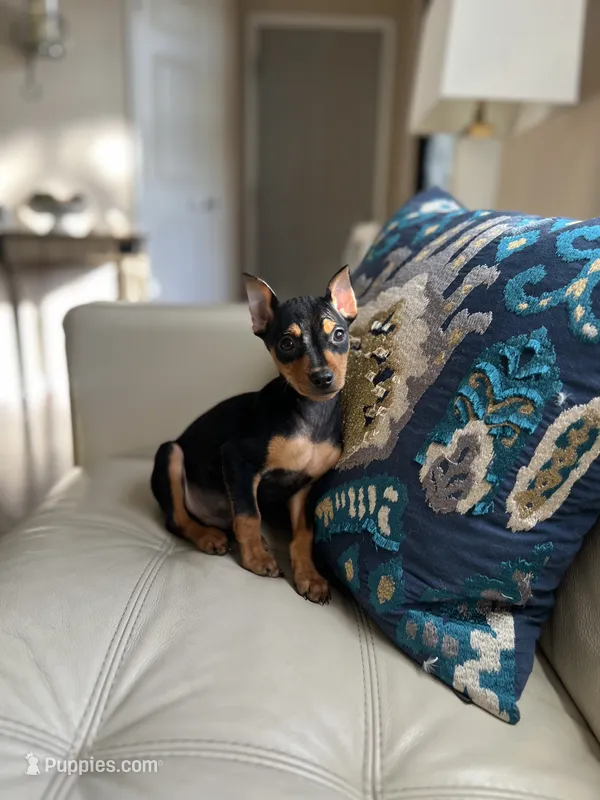 Rocky – Miniature Pinscher puppy for sale in Dallas, TX