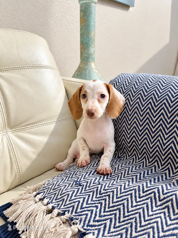 Lili – Miniature Dachshund puppy for sale in Dallas, TX