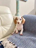 Lili, a female Miniature Dachshund for sale in Dallas, TX – 1 of 3