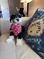Monty, a male Miniature Schnauzer for sale in Dallas, TX – 3 of 3