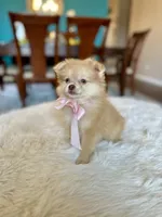 Becky , a female Pomeranian for sale in Dallas, TX – 1 of 3