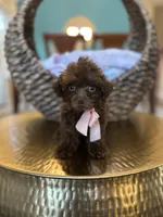 Viki, a female Poodle - Toy  for sale in Dallas, TX – 1 of 2