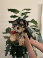 Charlie , a male Yorkshire Terrier for sale in Dallas, TX – Photo 2 of 3