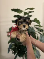 Charlie , a male Yorkshire Terrier for sale in Dallas, TX – Photo 3 of 3