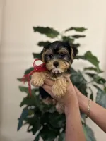 Charlie , a male Yorkshire Terrier for sale in Dallas, TX – Photo 1 of 3