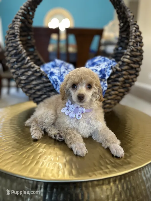 Issabela  – Poodle - Toy  puppy for sale in Dallas, TX