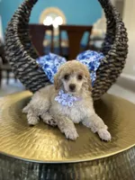 Issabela , a female Poodle - Toy  for sale in Dallas, TX – 3 of 3