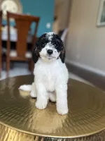 Rocky , a male Miniature Goldendoodle for sale in Dallas, TX – Photo 1 of 3