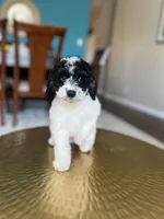 Rocky , a male Miniature Goldendoodle for sale in Dallas, TX – Photo 2 of 3