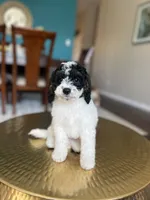 Rocky , a male Miniature Goldendoodle for sale in Dallas, TX – Photo 3 of 3