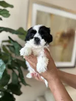 Bear , a male Shihpoo for sale in Dallas, TX – 1 of 3