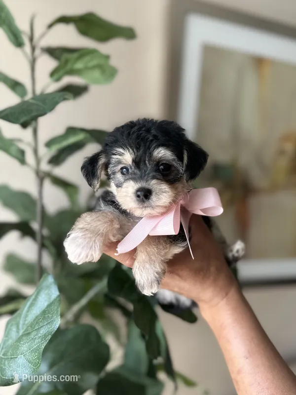 Emma – Yorkipoo puppy for sale in Dallas, TX