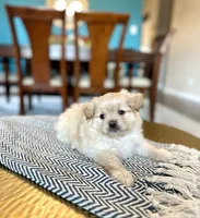 Toby, a male Pomapoo for sale in Dallas, TX – 3 of 3