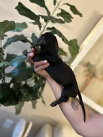 Sadie, a female Miniature Dachshund for sale in Dallas, TX – 3 of 3