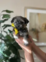 Sissy , a female Yorkipoo for sale in Dallas, TX – Photo 3 of 3