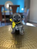 Sissy , a female Yorkipoo for sale in Dallas, TX – Photo 1 of 3