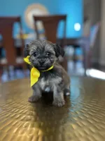 Sissy , a female Yorkipoo for sale in Dallas, TX – Photo 2 of 3