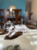 Brandy , a male Miniature Dachshund for sale in Dallas, TX – 1 of 3