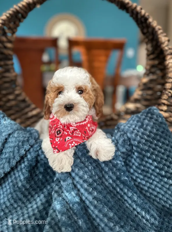 Max – Poodle - Miniature  puppy for sale in Dallas, TX