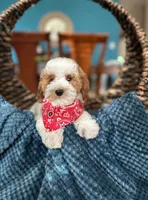 Max, a male Poodle - Miniature  for sale in Dallas, TX – 1 of 3
