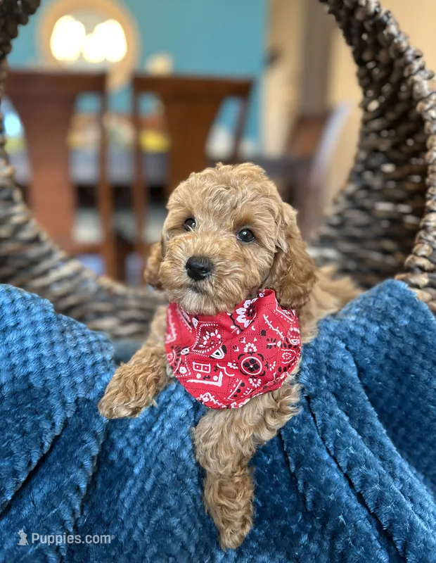 Tommy  – Miniature Goldendoodle puppy for sale in Dallas, TX